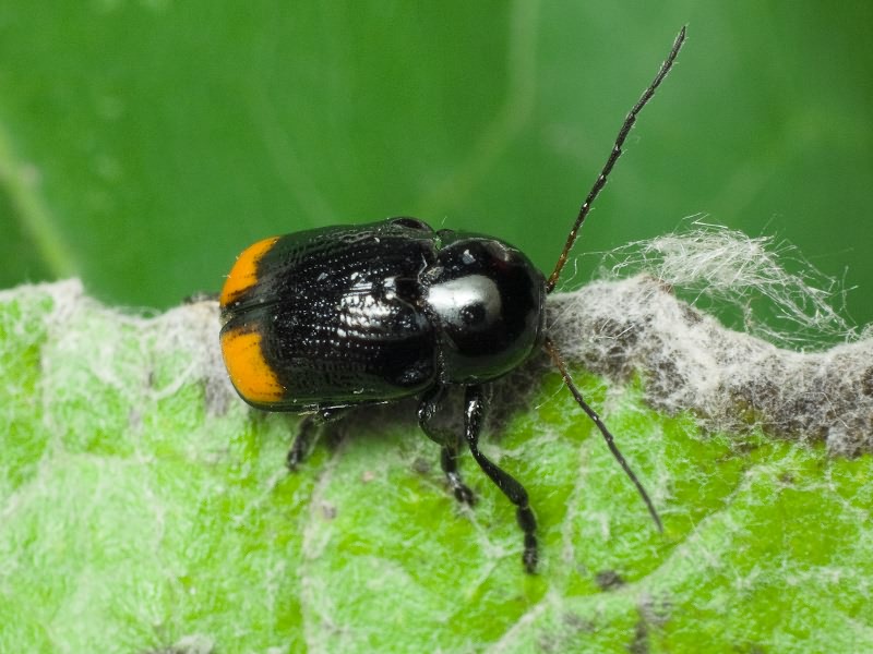 Cryptocephalus (Cryptocephalus) biguttatus (Scopoli, 1763)